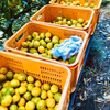 広島県大長産　極早生みかん
