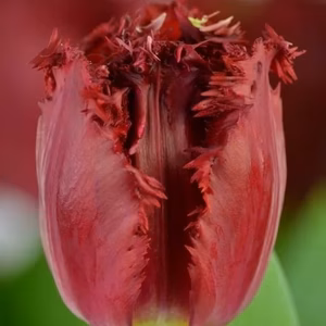 【小さな 超希少品種 新潟のチューリップ】フリル レッド色 ベルサーチ １０本