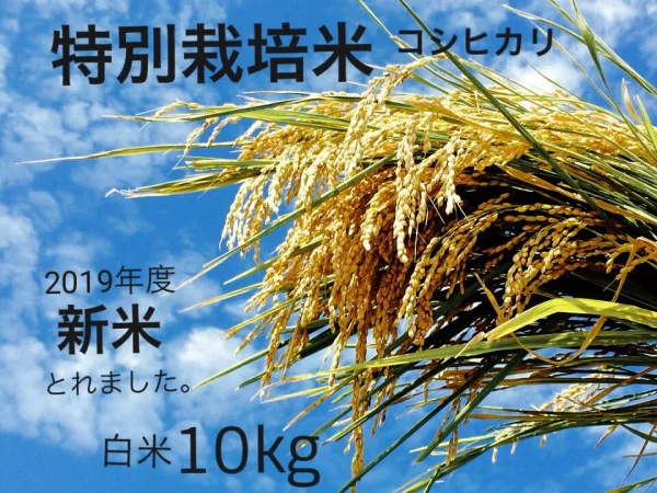大利根の恵みいっぱい【特別栽培米】コシヒカリ、白米10kg