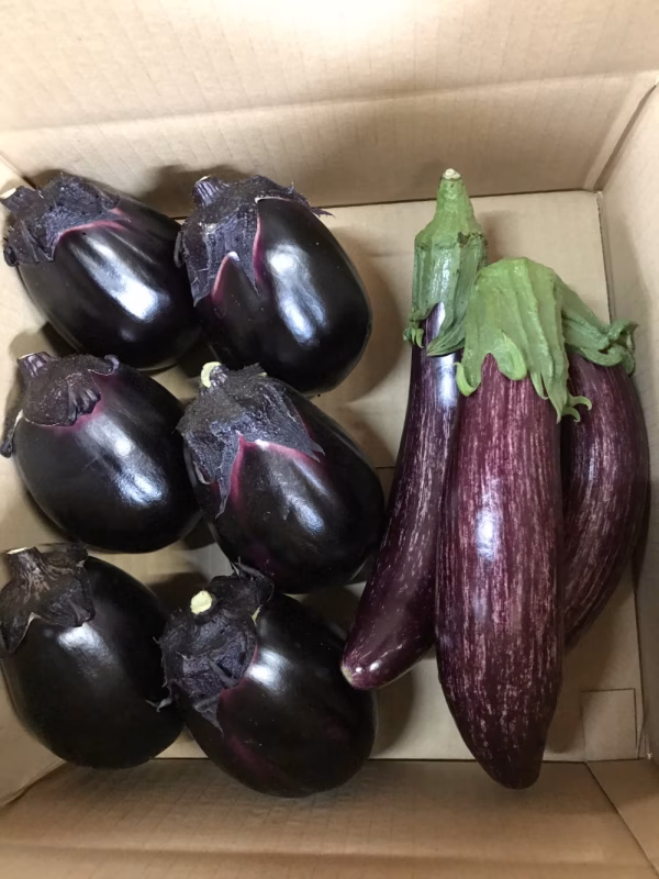 ナスセット（丸茄子　と　ゼブラ茄子）