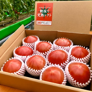 さやまるプロジェクトの朝採り完熟トマト（冬ギフト）