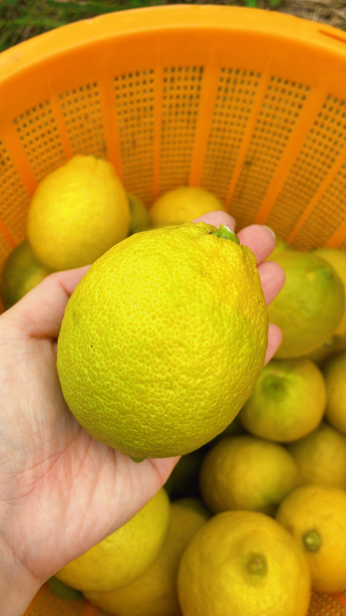 香りに癒される\Flesh Lemon/和歌山県産｜レモンの商品詳細｜ポケット