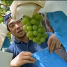 金子雄輝