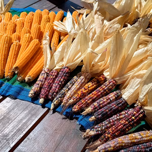 【手作りポップコーンが作れます。】まるポップ5本