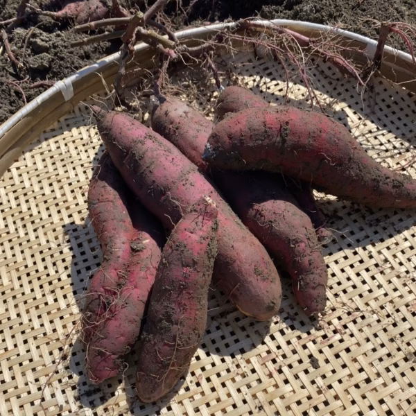 【あまくておいしい】【大人気商品】紅はるか さつまいも 5Kg 詰め合わせセット