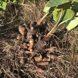 小さな海老芋 Sサイズ（約1.5kg）土つき