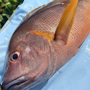8月9日発送‼️幻の高級魚✨活け〆シロホシフエダイ(シブダイ)
