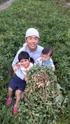 【昨年も大好評！】自然栽培 生落花生 おおまさり