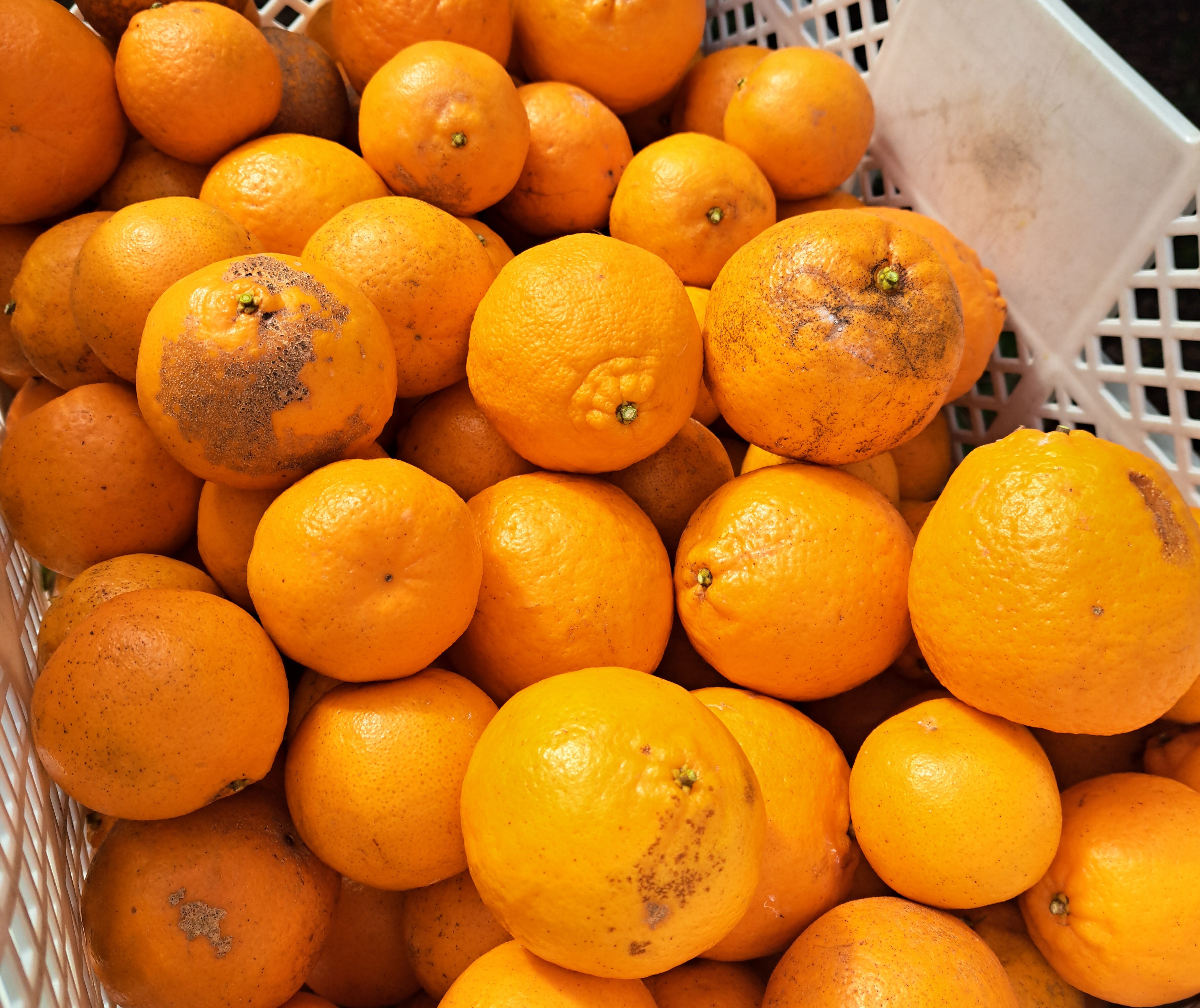 新鮮☆訳あり家庭用ポンカン☆三重県御浜町阿田和☆酸あり好きな方に