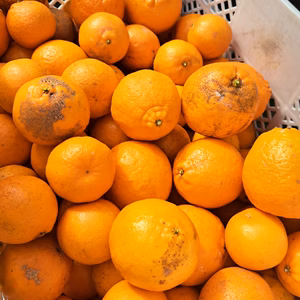 新鮮☆訳あり家庭用ポンカン☆三重県御浜町阿田和☆酸あり好きな方に