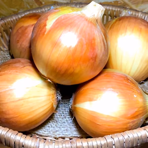 愛知県産　玉ねぎ