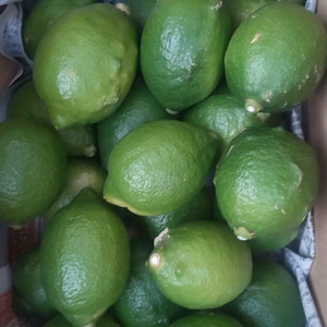 広島県産レモン 皮も使える 訳あり品 10kg