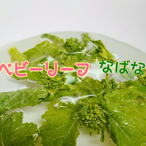 【1月予約】【ベビーリーフ菜花☆】かわいい♡使いやすい！！栄養豊富！味しっかり◎