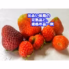 【予約商品】夏秋いちご規格外品　内容量約1キロ
