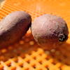 さつまいも【苗】ほしあかね　茨城県産