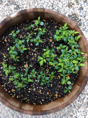 みんなの投稿の画像