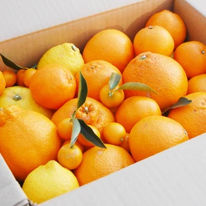 特別栽培・低農薬「柑橘詰め合わせ」5kg