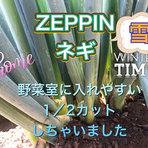 ZEPPIN中太カットネギ　60サイズで野菜室にそのままIN