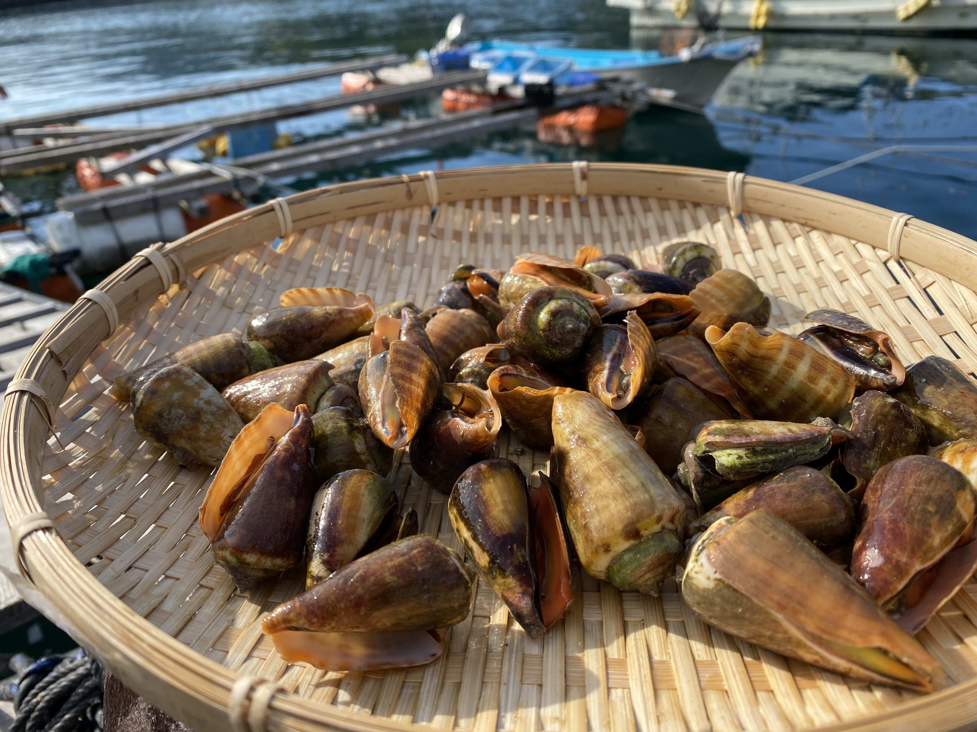 五島列島産 天然活チャンバラ貝 マガキガイ 1kg 農家漁師から産地直送の通販 ポケットマルシェ