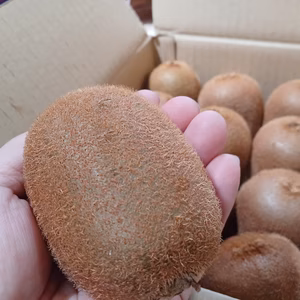 限定３　特大緑キウイ　約２キロ（12粒入り）