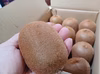 限定３　特大緑キウイ　約２キロ（12粒入り）