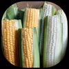 【訳あり】トウモロコシ