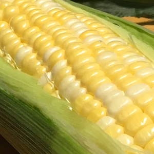 朝採れゆめのコーン！