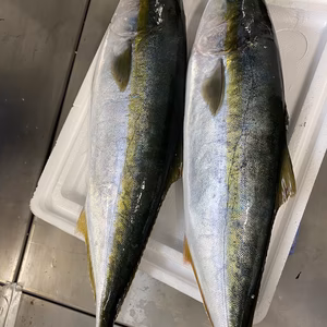 本日水揚げ❗️神経〆イナダ　2本　内蔵処理済み‼️