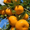 寿太郎みかん