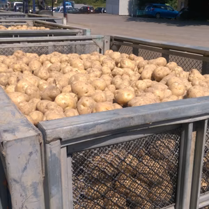 北海道蘭越産じゃがいも（M~2L混）