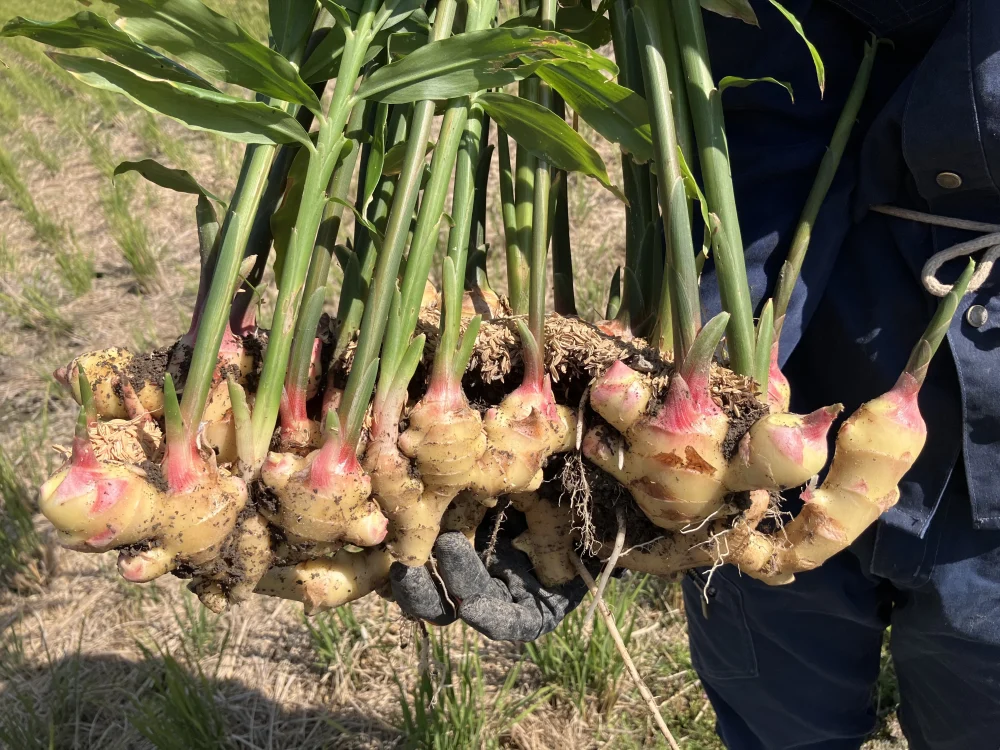 高知 土佐四万十黄生姜【栽培時農薬・化学肥料不使用】｜野菜の商品