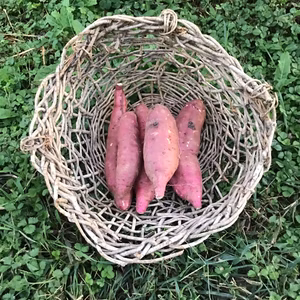 サツマイモ3キロ