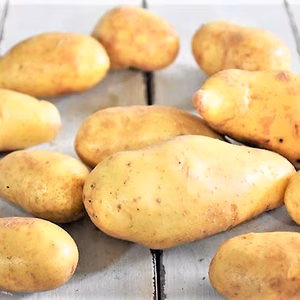 馬鈴薯メークイン　栽培期間中農薬不使用