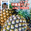 【送料無料】完熟スナックパイン｜沖縄県宜野座村