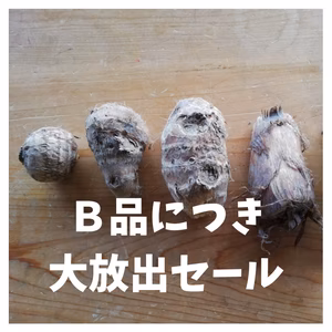 【Ｂ品につき大放出セール】直売所の人気者、佐見の地里芋「さみ丸」