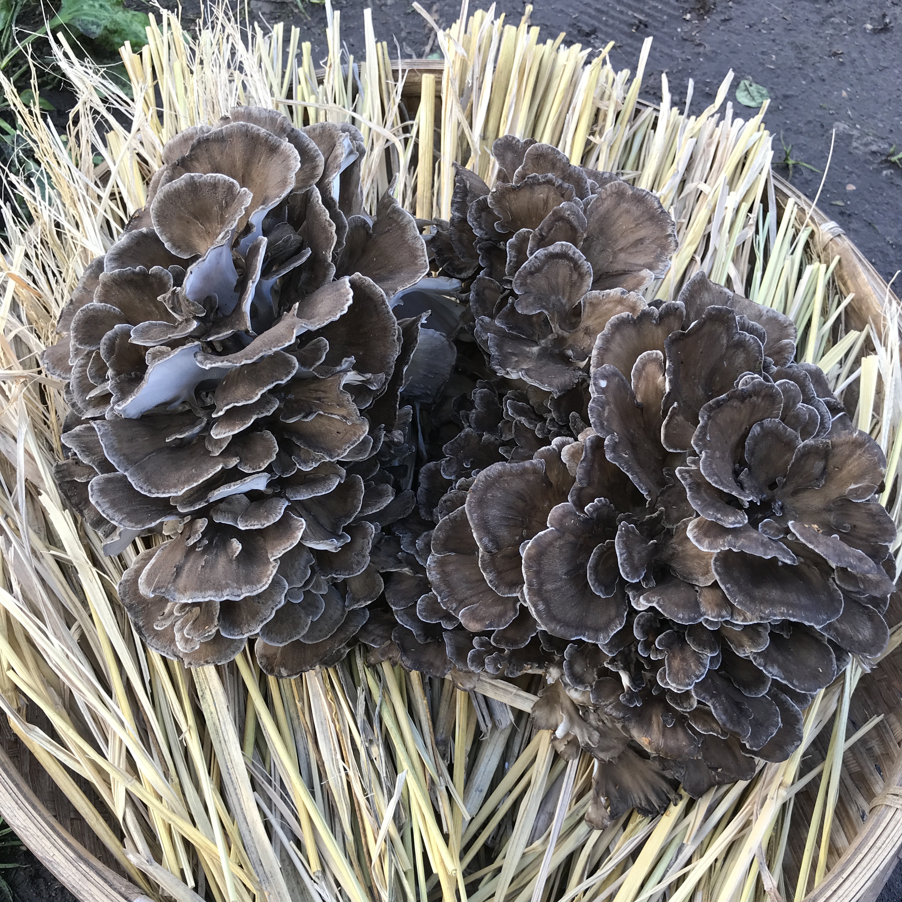 まいたけの通販・お取り寄せ商品｜野菜｜ポケットマルシェ｜産地直送で