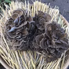肉や魚介と炒めると旨味倍増‼️ 舞茸 2株