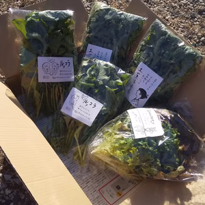ルッコラと春菊とレタスのセット(計5袋)