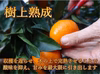 年明けも薄皮！濃厚！甘～い！三拍子揃った二段熟成の旨味たっぷり「熟成味柑」