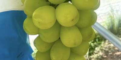 【今週の新着商品】新品種ぶどう「雄宝」、冷めてもおいしい「ブランド米」、幻の珍味「アナジャコ」etc.