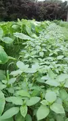 常温便　耕さない緑の畑の野菜セット（固定種、農薬肥料不使用）