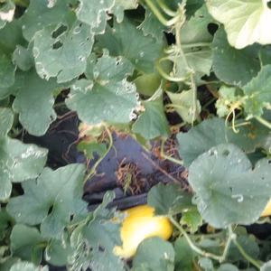 かぼちゃ　バターナッツ