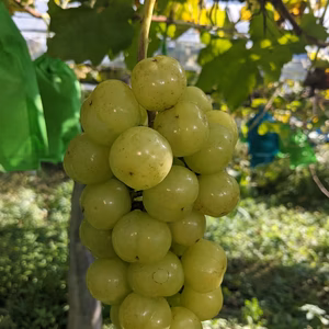 岡山県産 ブドウ 瀬戸ジャイアンツ 訳ありの為お手頃価格です