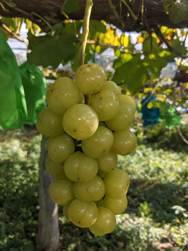  岡山県産 ブドウ 瀬戸ジャイアンツ 訳ありの為お手頃価格です