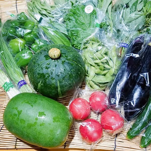 月２回【二十四節気の野菜7～9品目】魚のまち農家の野菜セット