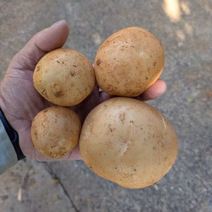 沖永良部島産新じゃがいも