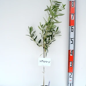 オリーブ苗木 シプレッシーノ 12cmポット 樹高60-90cm