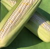ぶどうより甘いとうもろこし『博多うまきび』訳ありプレミアム詰め放題