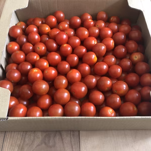 訳あり！お買い得！ヘタなしミニトマト♫「サマー千果」