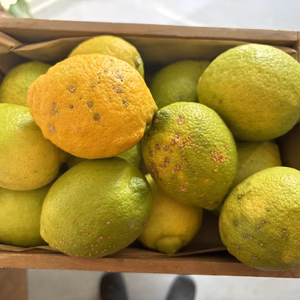 訳ありレモン　傷があっても美味しいです！！